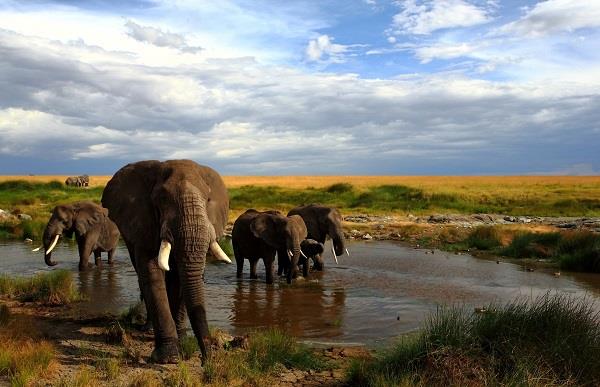 Kenya'da Safari ve Zanzibar'da Okyanus Turu (1) SE