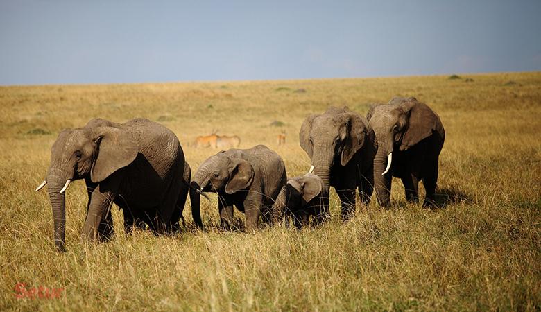 Büyük Göçler Zamanı Kenya'da Safari SE