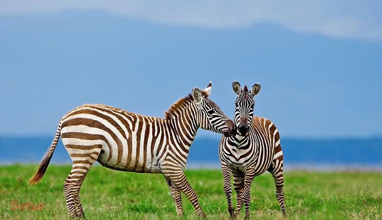 Büyük Göçler Zamanı Kenya'da Safari SE