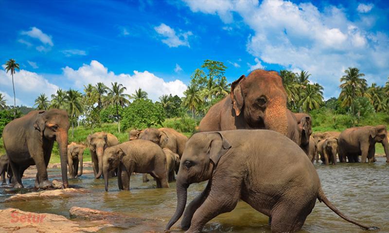 Sri Lanka ve Yala Ulusal Parkı 2 SE 