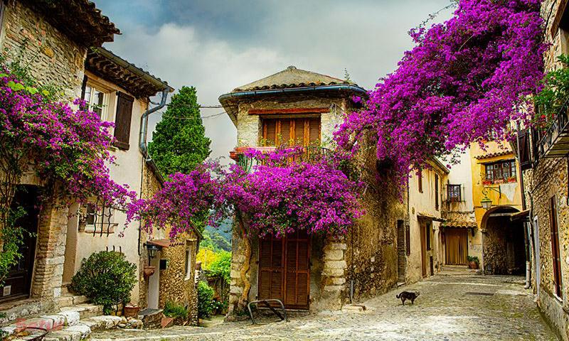 Lavanta Zamanı; Fransa Cote d'Azur & Provence SE