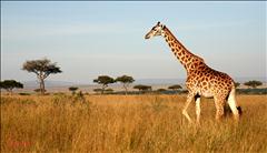 Kenya'da Safari ve Zanzibar'da Okyanus Turu (1) SE