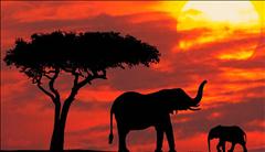 Kenya'da Safari ve Zanzibar'da Okyanus Turu (1) SE
