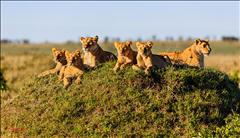 Kenya'da Safari SE