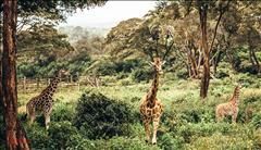 Kenya'da Safari SE