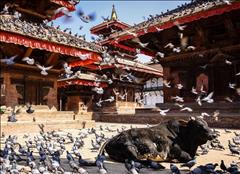 Bhutan & Nepal (2) SE
