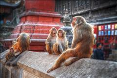 Bhutan & Nepal (2) SE